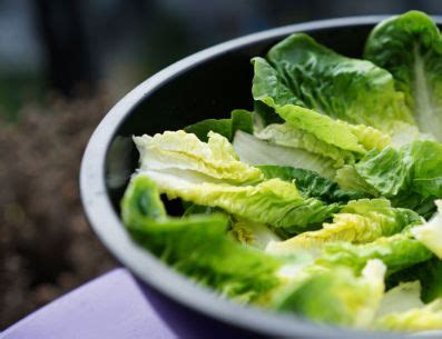 Sorprendete Conoce Este Truco Para Conservar La Lechuga Por Mucho M S