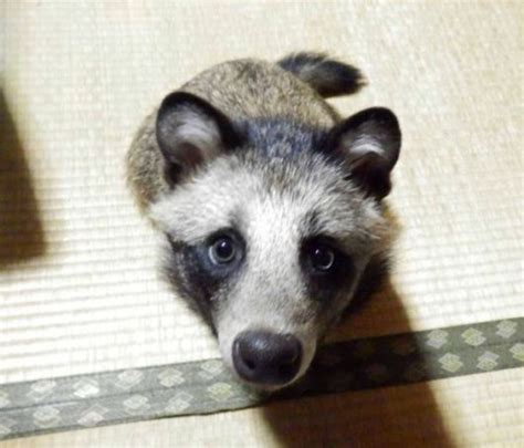Poor Rescued Racoon Dog Becomes Adorable Japanese House Pet