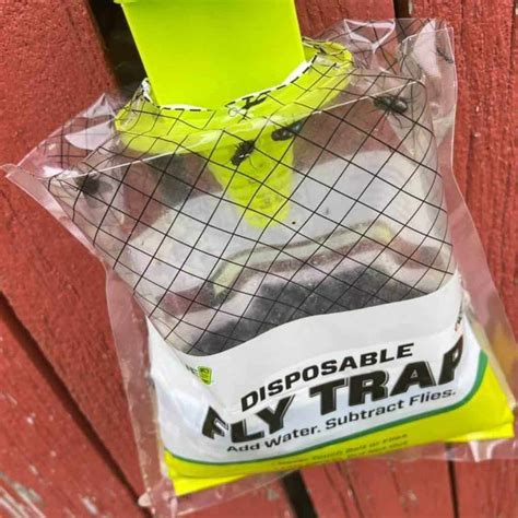 15 Best Fly Traps To Use In 2021 Detailed Reviews