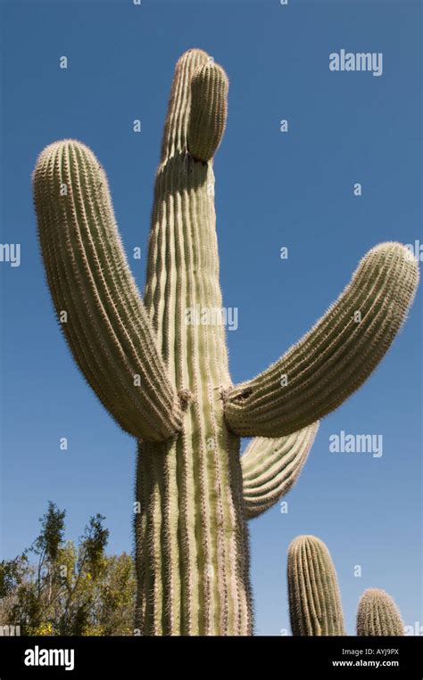 Saguaro Cactus In Desert Botanical Garden Sonora Desert Outside Phoenix