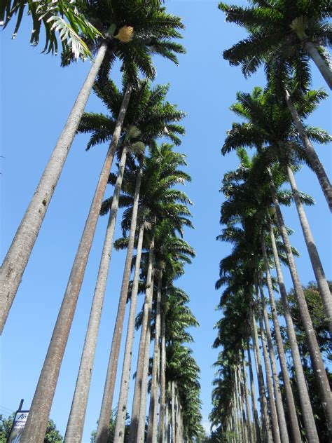 Ridiculously Tall Palms Discussing Palm Trees Worldwide Palmtalk