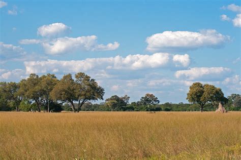 Trees On The African Savanna Free Stock Photo Public Domain Pictures