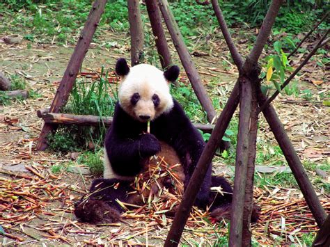 2848x2136 Bamboo Eat Panda Sitting Wallpaper Coolwallpapersme