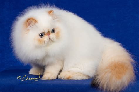 Download White Himalayan Persian Cat Png Adopt Siberian Kitten