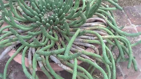 EUPHORBIA GALLERY: Euphorbia esculenta - YouTube