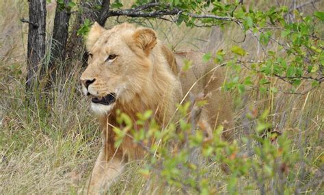 Missing Pride One Of Four Bachelor Lions Returning Reserve Flickr