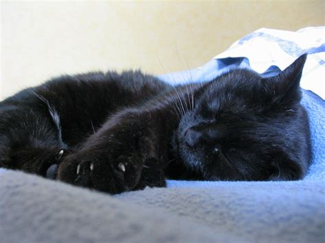 Black Cat Sleeping On A Bed Cute Black Cats Cat Sleeping Cat Love
