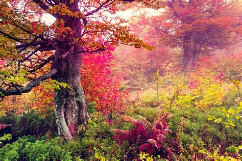 Landscape Nature Tree Forest Woods Autumn Wallpapers