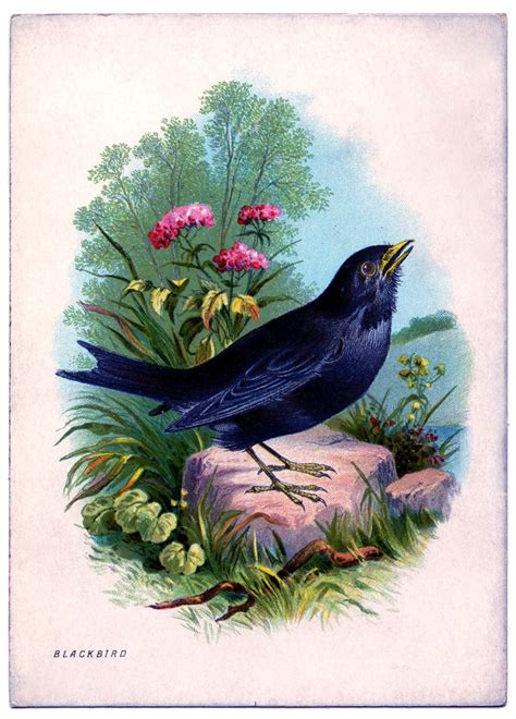 instant art printable beautiful blackbird  graphics
