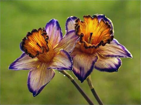 Well Ive Never Seen Purple Daffodils Rare Flowers Unusual Flowers