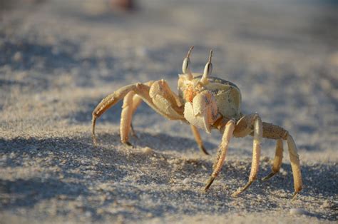 Learn interesting facts about crabs' hunting and dining habits. Do You Know What Crabs Eat? Find Out Now - Animal Sake
