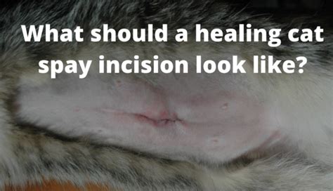 Cat Spay Incision Healing Process Elia Lawton