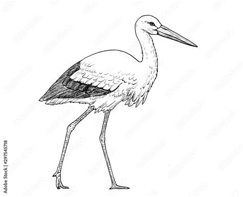 Drawing Of European White Stork Sketch Of Bird Ciconia Ciconia Black