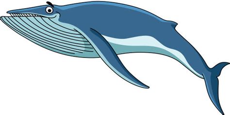 Best Humpback Whale Illustrations Royalty Free Vector Graphics And Clip