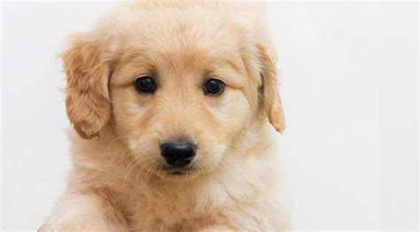 3502 dixie highway erlanger kentucky 41018 us. Mini Retrievers | Golden Retriever Breeder | DoodleQuest