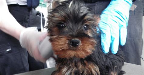 Buy and sell on gumtree australia today! Horrific £100million puppy farm trade as 100 smuggling ...