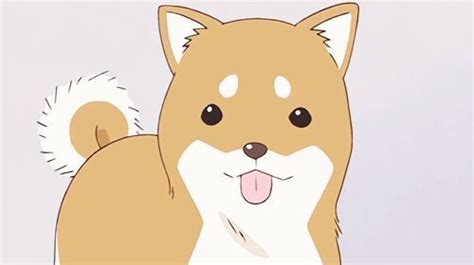 Shiba Inu Wiki Anime Amino