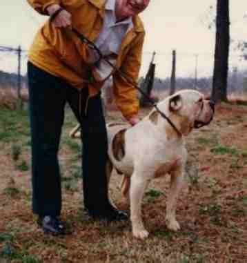 American bulldogs bred by john d. American bulldog 101 - The American Bulldog Message Board