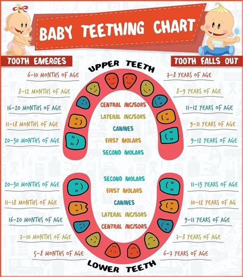 When Do Baby Teeth Fall Out Chart Stan Blum