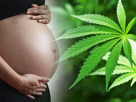Cannabis And Pregnancy Hemp Life Mag