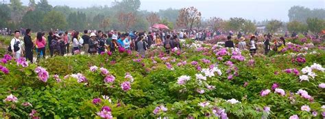 China Luoyang Peony Cultural Festival 中国洛阳牡丹文化节 Garden Travel Hub Luoyang Henan Most