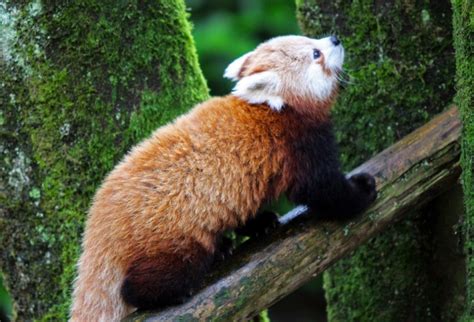 A Missing Red Panda Has Been Found After Taking A Surprise Vacation