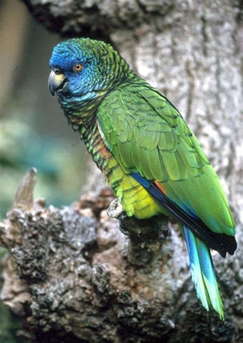 National Bird Saint Lucia Parrot Parrot Parrot Pet Amazon Parrot