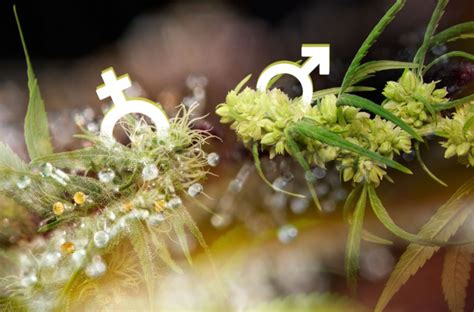 Sexing Cannabis How To Tell If Your Plant Is Male Or Female
