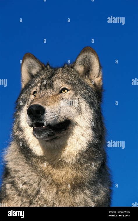 North American Grey Wolf Canis Lupus Occidentalis Hi Res Stock