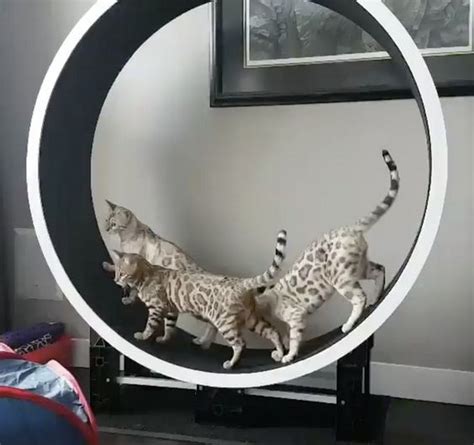 Attach the other part of the caster to your cat exercise wheel. How to Build a Cat Exercise Wheel - DIY projects for everyone!