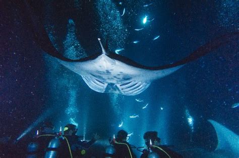 Amazing Night Dive With Manta Rays Big Island Divers Kailua Kona