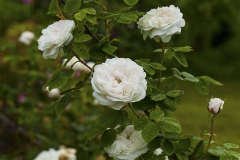rosa mme hardy rose mme hardy new york plants hq