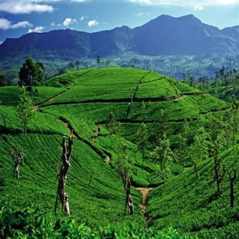 The Hill Country Sri Lanka