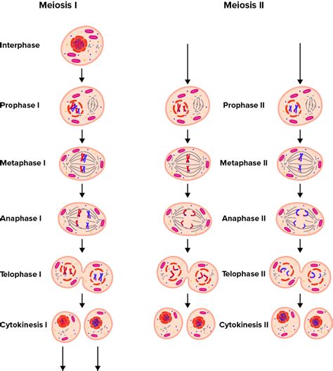 Meiosis Ii Phases Hot Sex Picture