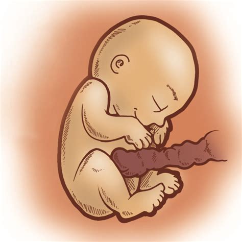 Bebe Com 31 Semanas
