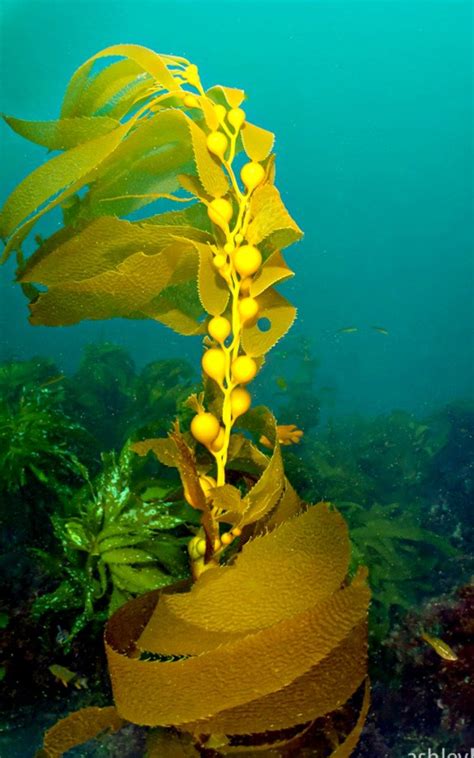 Kelps Are Large Seaweeds Algae Belonging To The Brown Algae