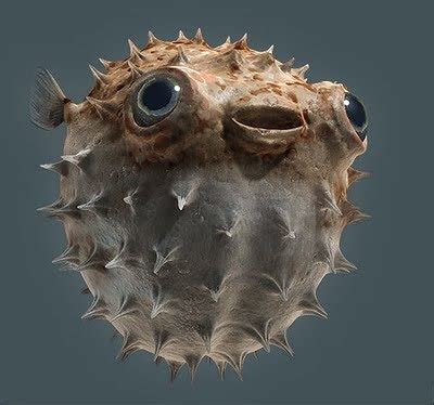 Fakta seputar ikan buntal yang ternyata beracun. Buntal - Buntal: BUNTAL..