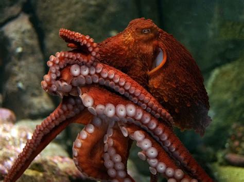 Brainy And Beautiful The Giant Pacific Octopus Catches Its Prey By