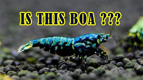 Grading Boa Shrimp From Sky Fish What Is Boa Shrimp Cardina Shrimp