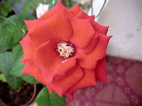 Klinik pergigian zahida / zahida dental. BUNGA MAWAR (Rosa Chinensis Jacq) - :: *Rumah Sehat Herba ...
