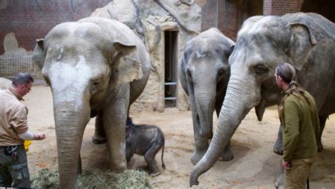 Человекообразные обезьяны в зоопарке лейпцига / affen von leipziger zoo. Zoo Leipzig über Elefanten-Baby 2019: So geht's dem Kalb!