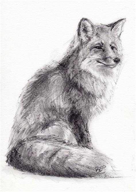 Original A4 Charcoal Drawing Of A Fox By Animal Artist Belinda Elliott