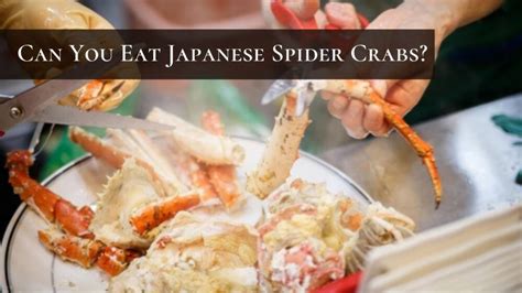 Easy Spider Crab Recipes 2023 - AtOnce