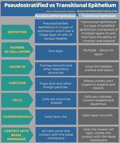 Difference Between Pseudostratified And Transitional Epithelium