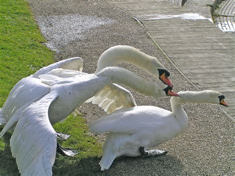 Swans Mating Ritual River Wensum Wensum Park Norwich Flickr