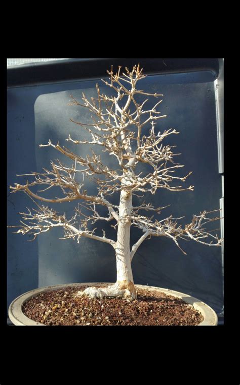 Maybe you would like to learn more about one of these? Trident Maple | Bonsai Nut