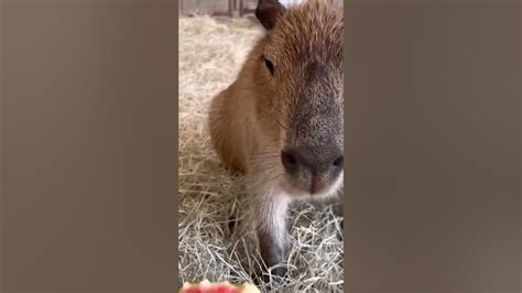 Capybaras Enjoying Watermelon 🍉 Youtube