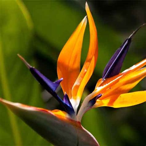 At birds of paradise there is a dining room offering a set menu on request. How To Care For Bird Of Paradise Plant 2020 Guide - Best ...