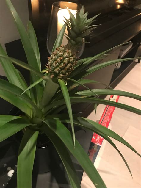 A Pineapple Plant Rmildlyinteresting