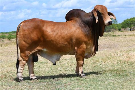 Brahman Cattle Color Brahman Cattle Fabric Cow And Cactus